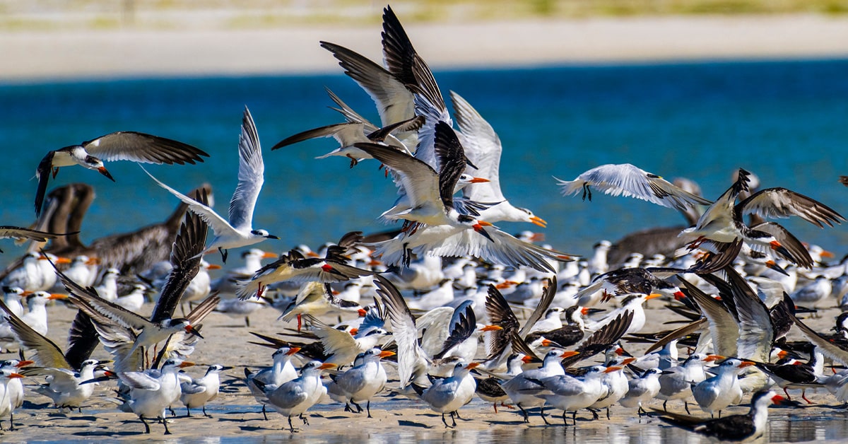 Florida Beach Birds