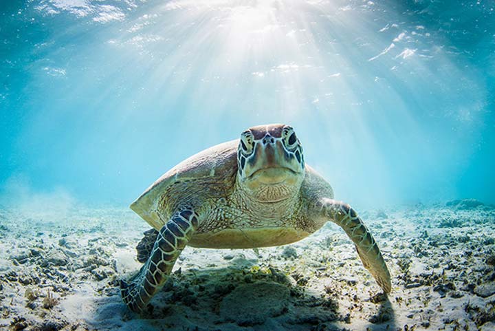 Florida Sea Turtles