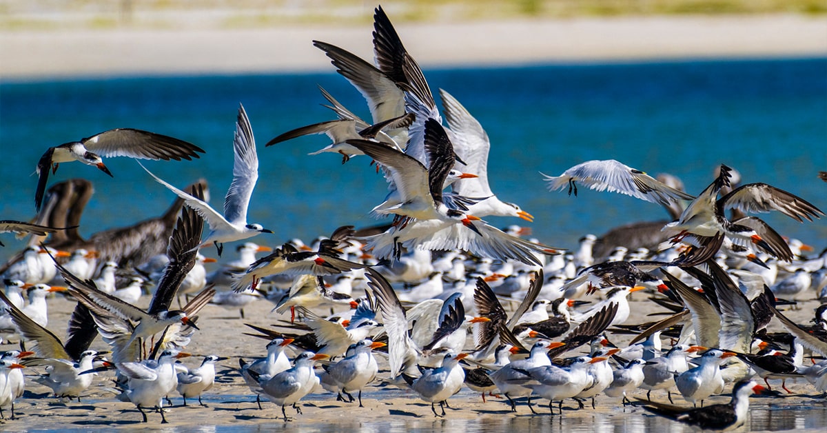 Birds on the beach