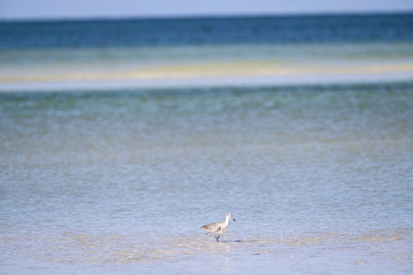 bird in the beach water