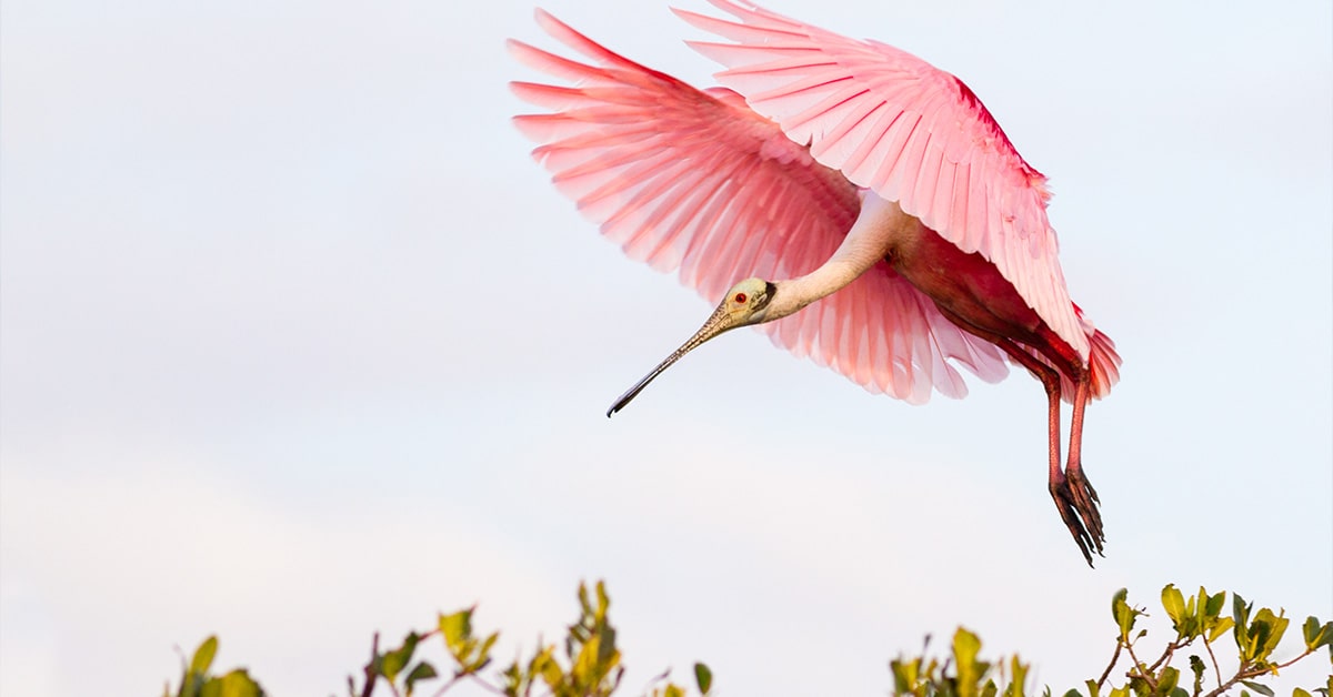 Marco Island Birds