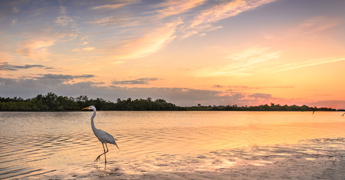 Hideaway Beach Club Balancing Ecology and Recreation
